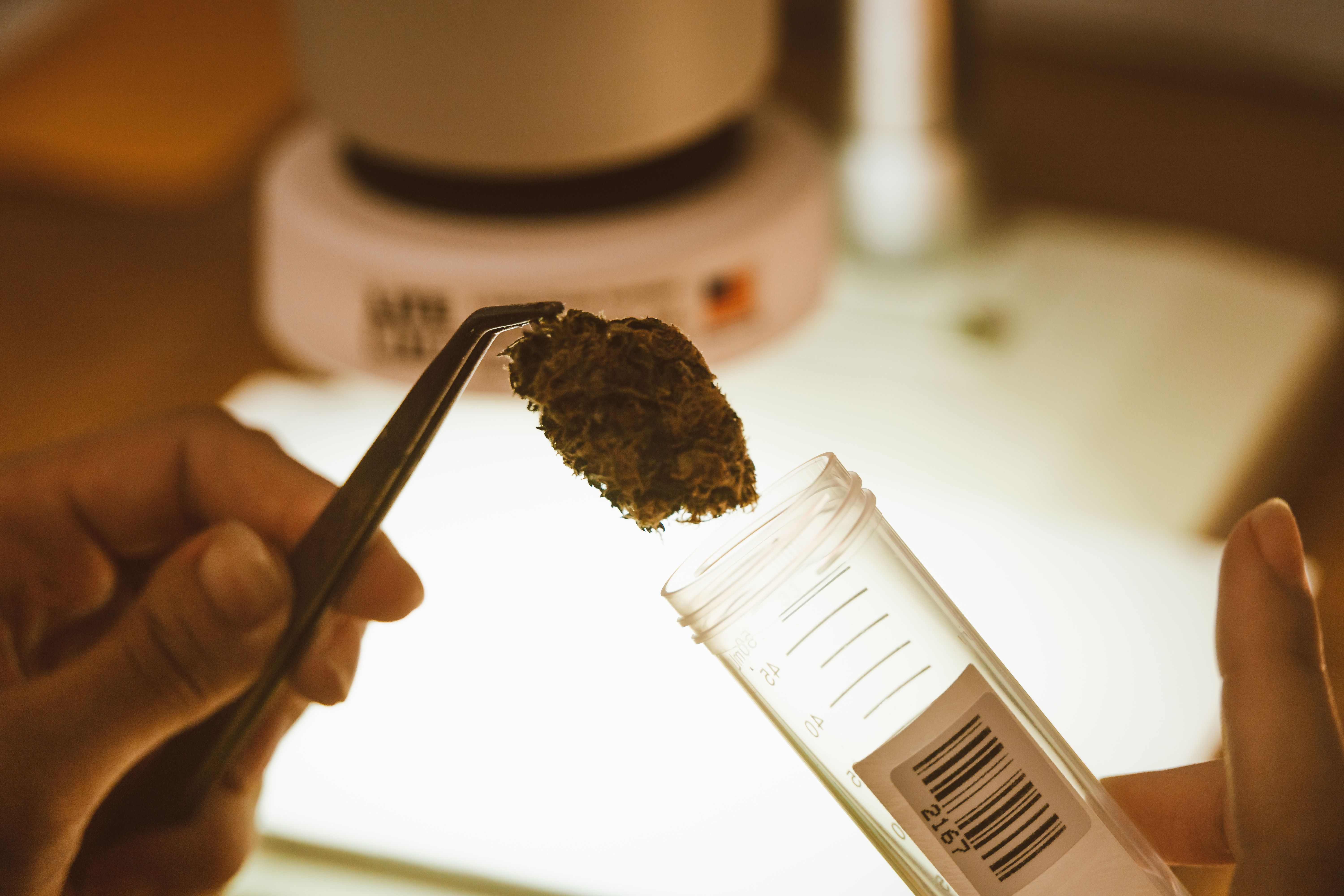 Cannabis concentrate being analyzed in a laboratory during extraction quality control