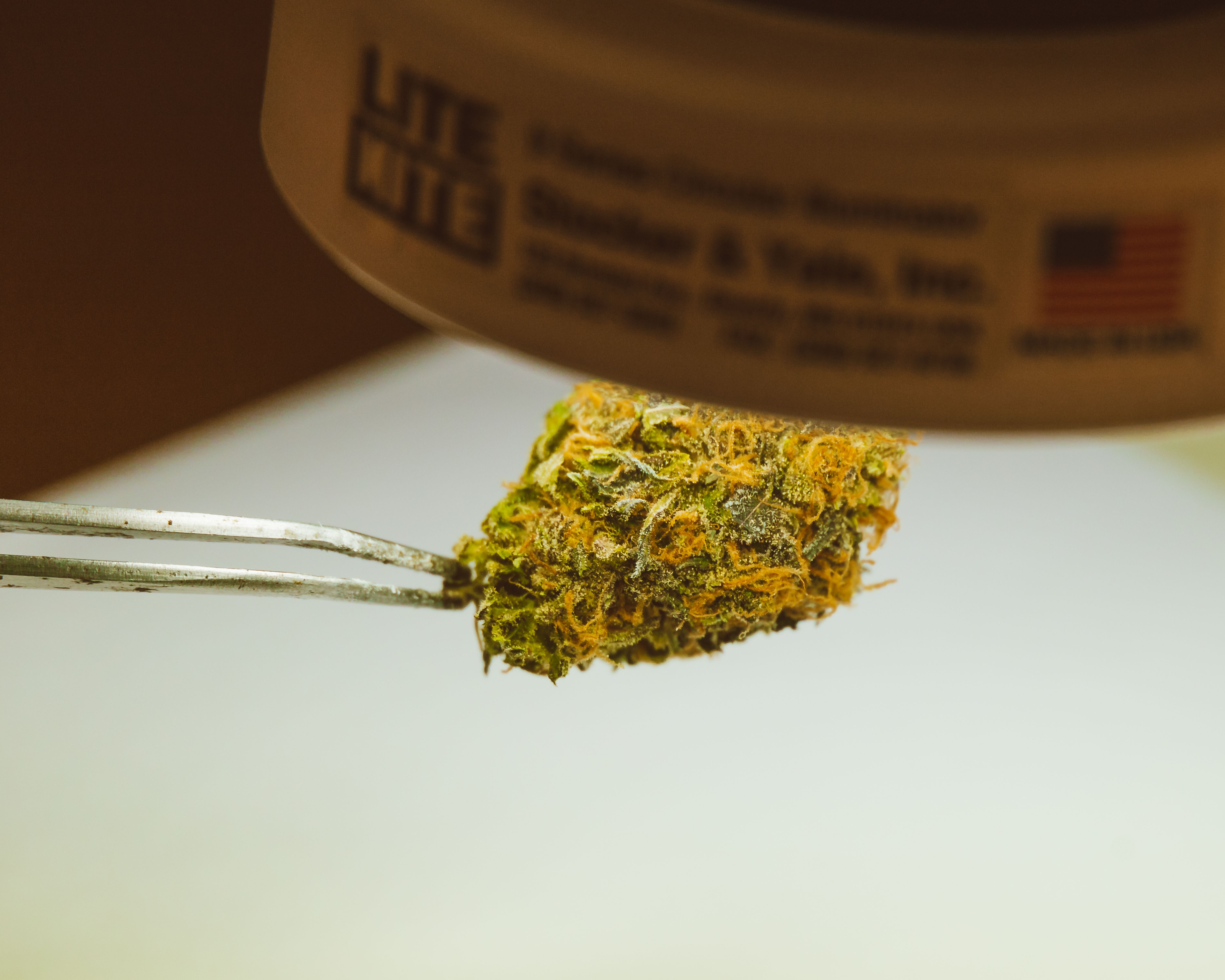 Fresh cannabis bud held by tweezers under light showing trichomes that carry the terpenes in live rosin and live resin